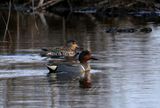 Green Winged Teal pair in pond 25.jpg