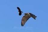 Red Tailed Hawk gets escorted 25.jpg