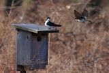 Tree Swallows and house 25.jpg