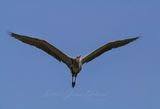 Great Blue Heron over head 25.jpg