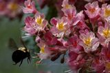 Eastern Carpenter Bee and Horse Chestnut 25.jpg