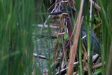 Green Heron in reeds 25.jpg