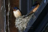 Barn Swallows in nest 25.jpg