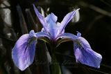 Northern Blue Flag Iris 25.jpg