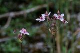 Flowering Rushes 25.jpg