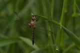 Blue Dasher on blade 25.jpg