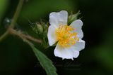 MultiFlora Rose side 25.jpg