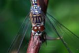 Blue Dasher  on vine 25.jpg