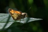 Hobomok Skipper on leaf backlit 25.jpg