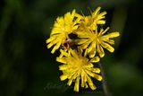 Meadow Hawkweed 25.jpg