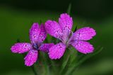 Depford Pink blossoms 25.jpg