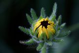 Black Eyed Susan bud opening 25.jpg