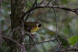 Common Yellowthroat on branch 25.jpg