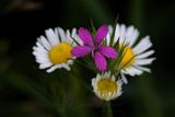 Depford Pink and Oxeye Daisies 25.jpg