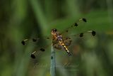Calico Pennant female on tip 3 25.jpg