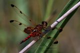 Calico Pennant male on reed 2 25.jpg