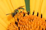 Green Meallic Bee in False Sunflower 25.jpg