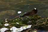Ebony Jewelwing Damselfly laying eggs 25.jpg