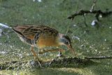 Virginia Rail in marsh 25.jpg
