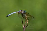 Blue Dasher male on stick 25.jpg
