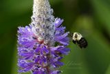 Two Spotted Bumblebee and Pickeral weed 25.jpg
