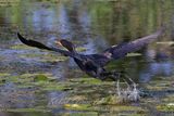 Double Crested Cormorant takeoff 25.jpg