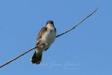 Eastern Kingbird on twig 25.jpg