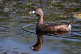 Pied Billed Grieb with reflection 25.jpg