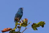 Indigo Bunting tree top singing 25.jpg