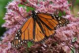 Monarch on Joe Pye Weed 25.jpg