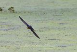 Barn Swallow in flight head on 25.jpg