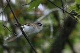 Red Eyed Vireo on vine 25.jpg