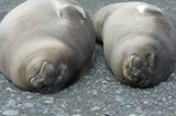 Elephant seal weaners (newly weaned)