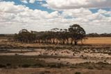 Beyond the Darling Ranges the West Australian countryside becomes steadily drier