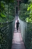 Canopy walkway, Ulu Temburong National Park
