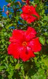 Native hibiscus