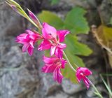 Wildflowers in the Upper Rock Reserve