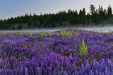 CA - Prosser Reservoir Lupine.jpg