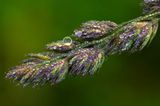 CO - Maroon Bells Grass Dewdrops.jpg
