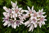 WA - Olympic National Park Dew Drop Flower 2.jpg