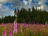 WA - Olympic National Park Foxglove Field.jpg