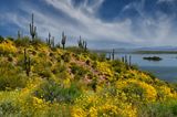 AZ - Roosevelt Lake Hillside Wildflowers 4.jpg
