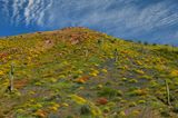 AZ - Roosevelt Lake Hillside Wildflowers 9.jpg