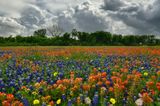 TX - Paintbrush Lupine wildflowers 1.jpg
