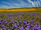 CA - Carrizo Plain Heliotrope Wildflowers.jpg