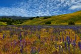 CA - Jack Canyon Road wildflowers Sunny 1.jpg
