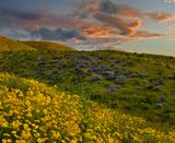 CA - Trembler Range Wildflower Sunset 2.jpg