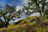 CA - Paso Robles Vetch and Oak Trees.jpg