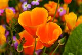 CA - Big Sur California Poppies Closeup.jpg