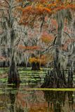 TX - Caddo Lake Sawmill Pond 6.jpg